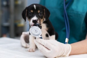 Giardíase em cães: parasitose intestinal exige atenção ao diagnóstico