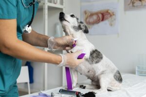 Do sonho ao consultório: o guia definitivo para abrir sua clínica veterinária sem erros