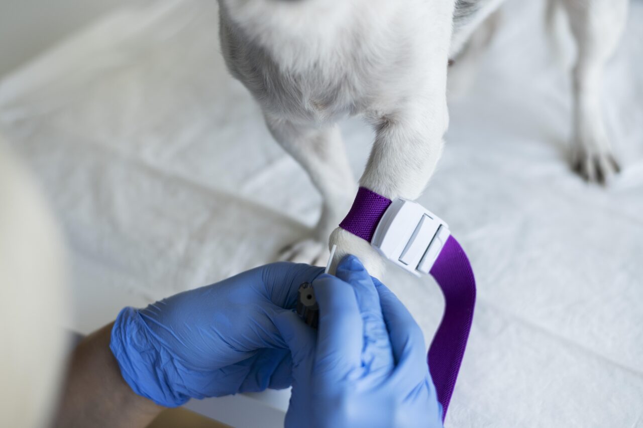 Banco de microbioma para cães e gatos com câncer impulsiona pesquisas em oncologia veterinária