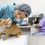 Hiperparatireoidismo secundário nutricional em cães e gatos: desequilíbrio alimentar compromete a saúde óssea