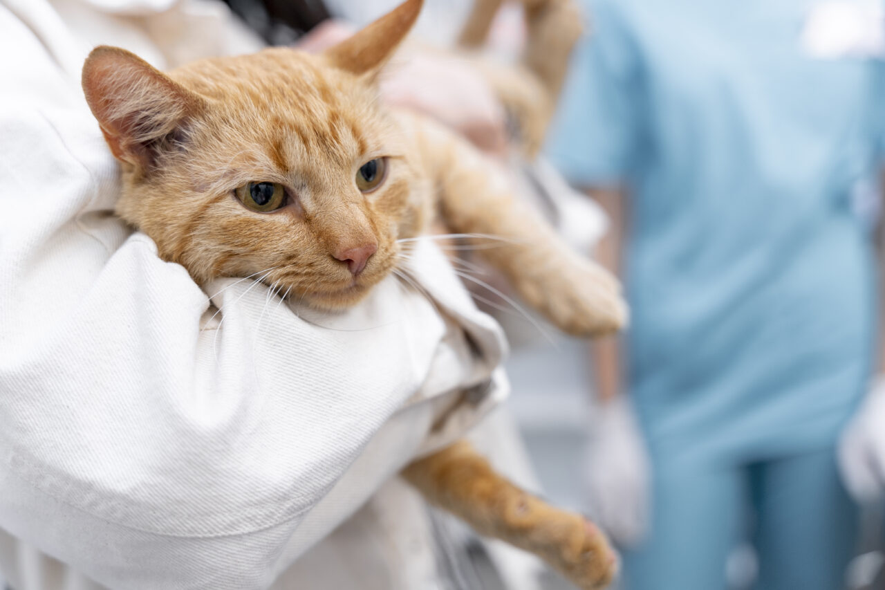 Nova diretriz contra Peritonite Infecciosa Felina reduz tratamento pela metade