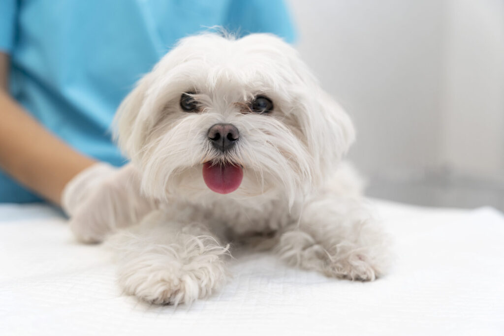 Primeiro fenobarbital veterinário para cães é lançado no Brasil