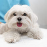 Primeiro fenobarbital veterinário para cães é lançado no Brasil