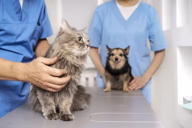 Check-up veterinário no início do ano: avaliação completa como estratégia de prevenção