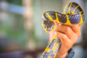 Guia de espécies: quais cobras pode-se ter em casa?