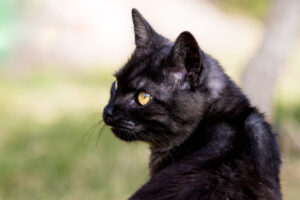 Gato Preto