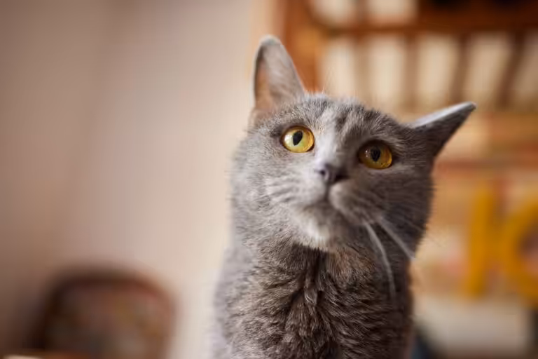 Dia Mundial do Gato: data reforça informação e convivência consciente