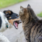 Alterações de comportamento em pets podem indicar problemas de saúde ocultos