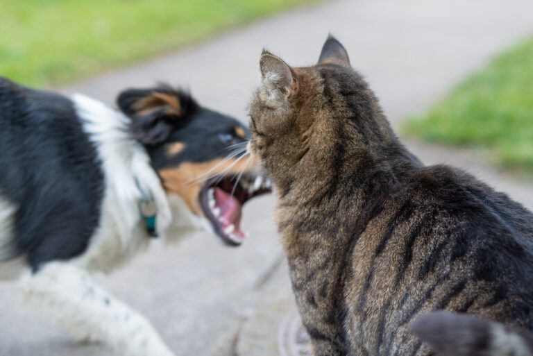 Alterações de comportamento em pets podem indicar problemas de saúde ocultos