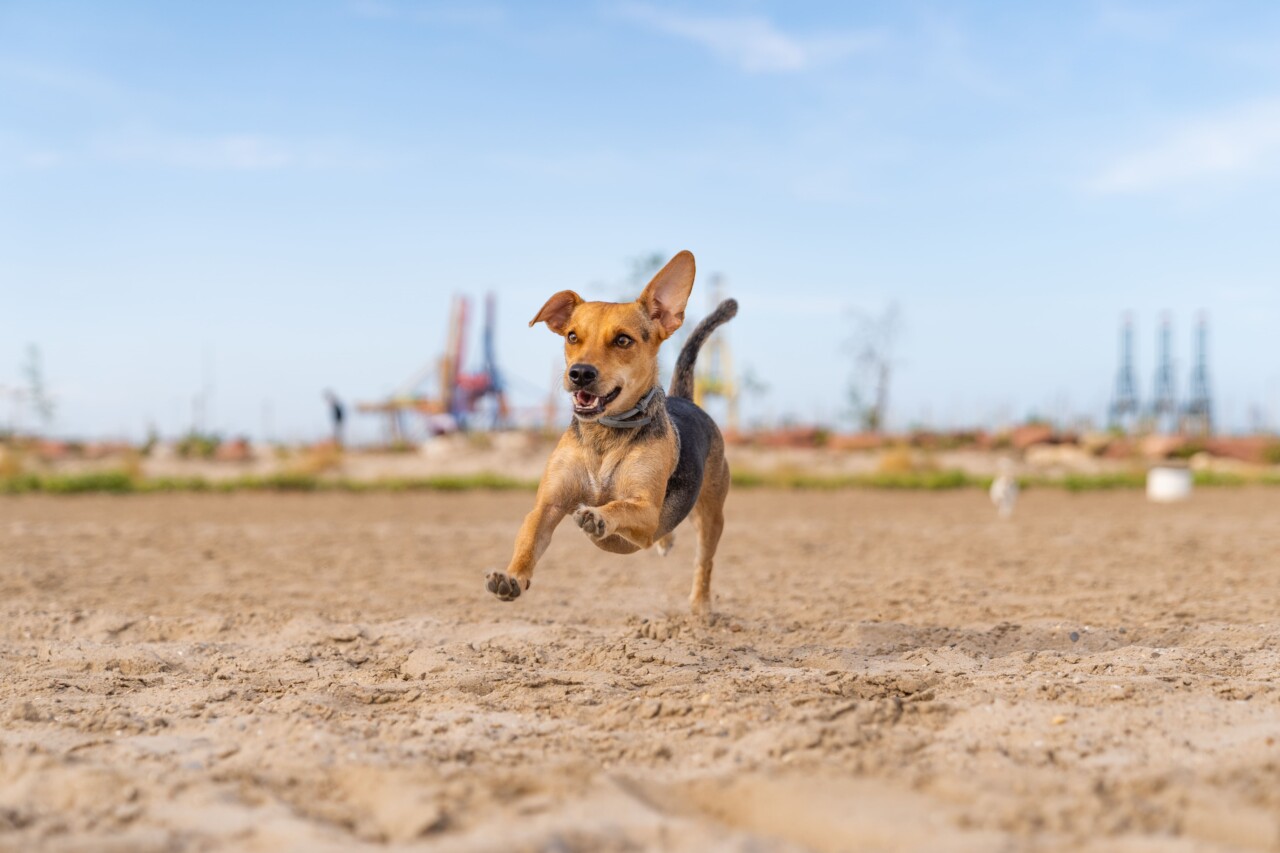 Exercício em excesso pode prejudicar cães: saiba identificar os sinais de alerta