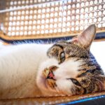 Mudança de casa, reforma ou novo morador? Saiba como reduzir o estresse dos gatos