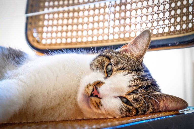 Mudança de casa, reforma ou novo morador? Saiba como reduzir o estresse dos gatos