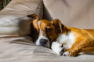 respiração do pet