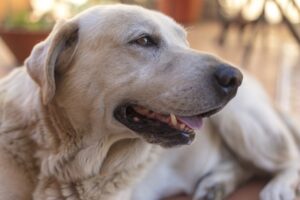 cães idosos 