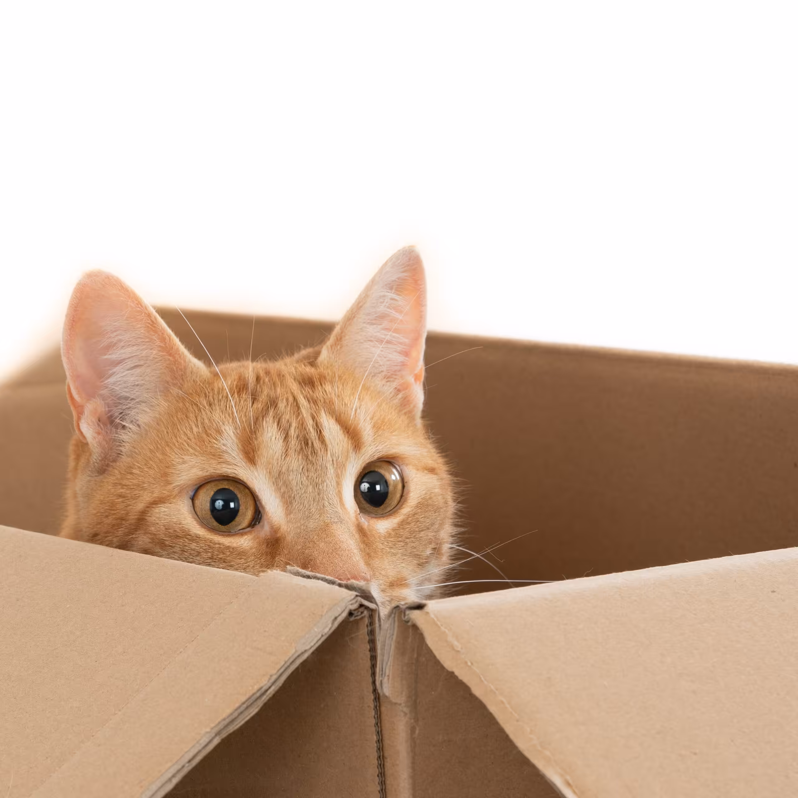 Você sabe o motivo pelo qual os gatos gostam de se esconder?