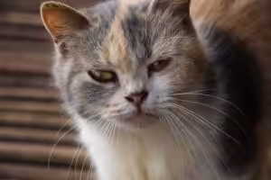 Fevereiro Roxo: campanha chama atenção para o envelhecimento de cães e gatos