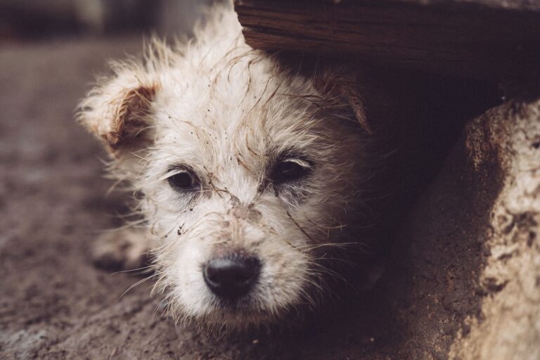 Abandono animal pressiona abrigos no Brasil e expõe falta de políticas públicas baseadas em dados