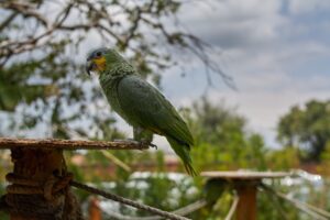 aves silvestres
