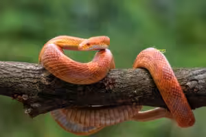 Cobra laranja em um tronco