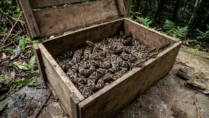 cobras