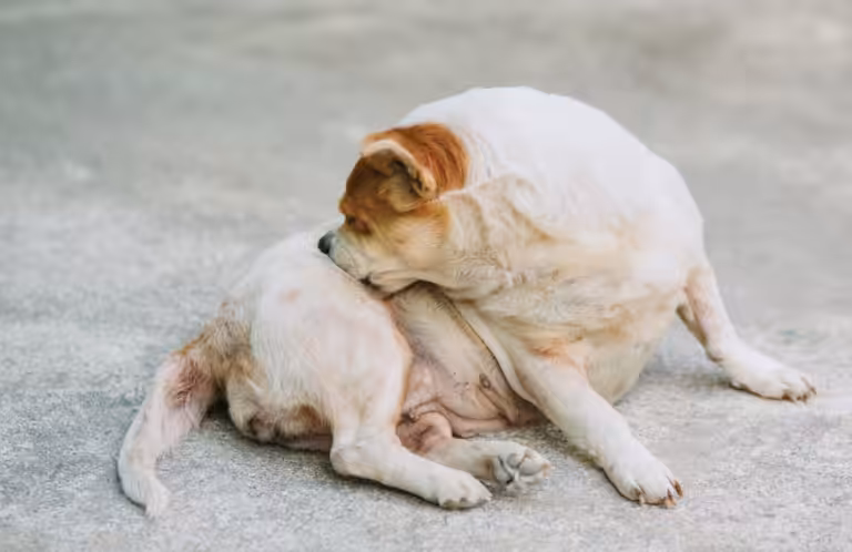 DAPP x DAC: como diferenciar quadros clínicos semelhantes na rotina veterinária?