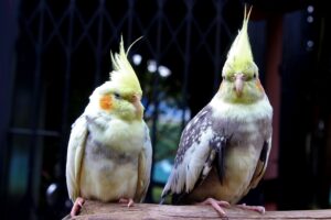 Calopsita em casa? Saiba os cuidados essenciais antes de ter uma!
