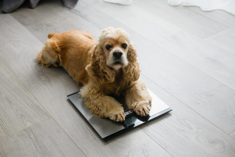 Castrar engorda? Efeito da castração na obesidade canina depende do porte e da raça, revela estudo