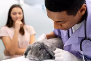 coelho no veterinário