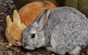 coelhos