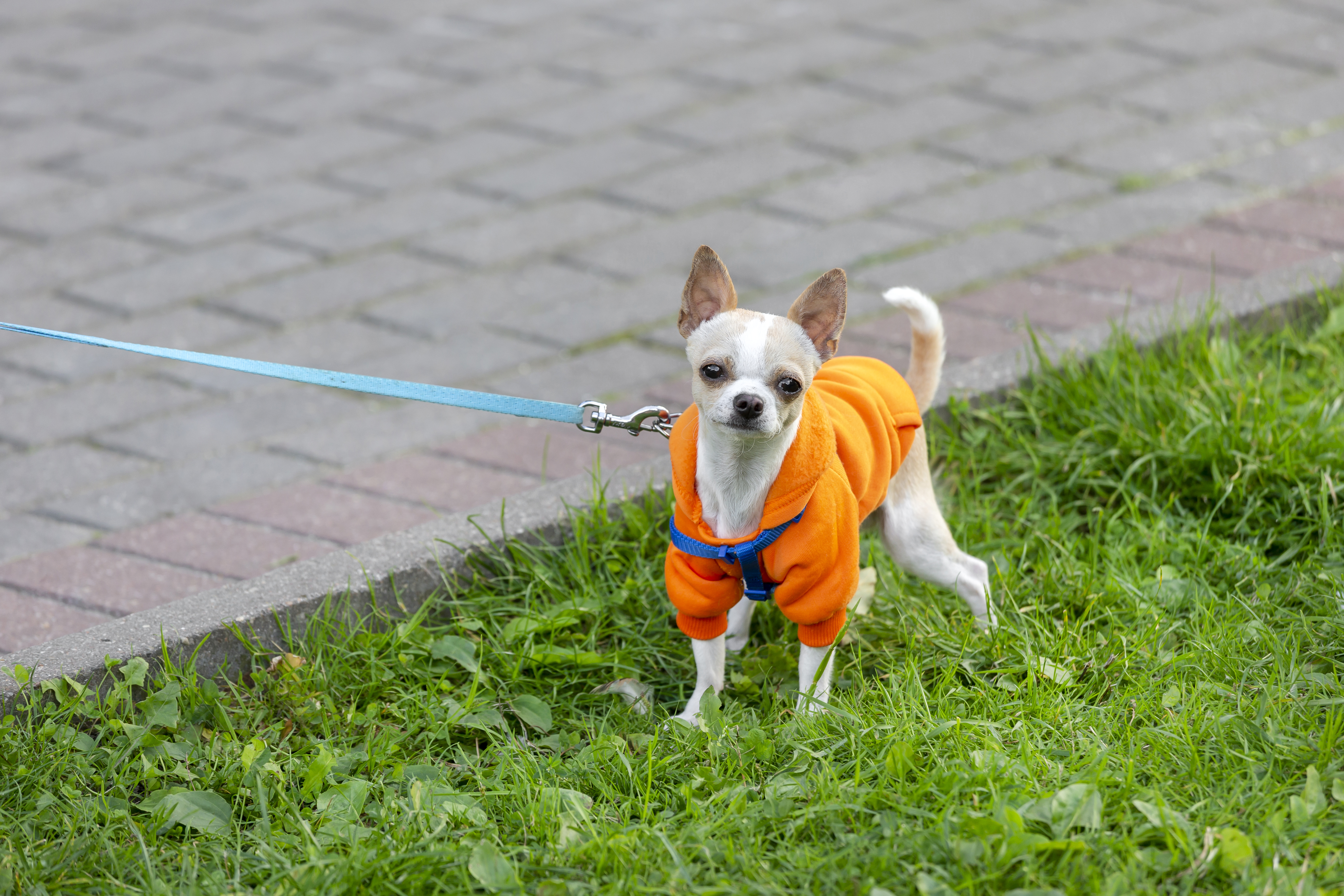 Colorful clothes on tiny cute chihuahua walking on a leash in the street