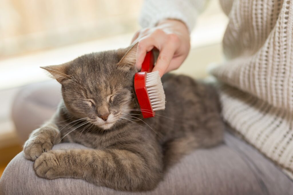 Combing a cat