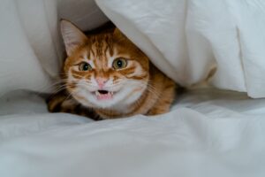 comportamento gato