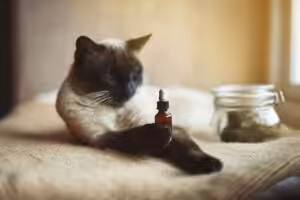CBD pode ajudar a reduzir ansiedade em gatos expostos a ruídos intensos