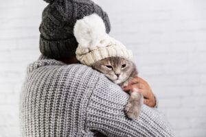gato frio