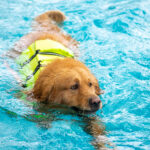 De natação a “pilates”: mercado fitness para pets cresce no Brasil