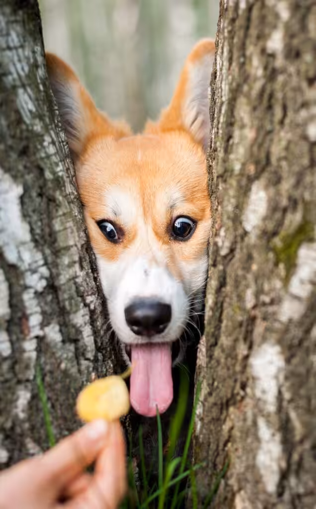 Corgi dog smile and happy in summer sunny day