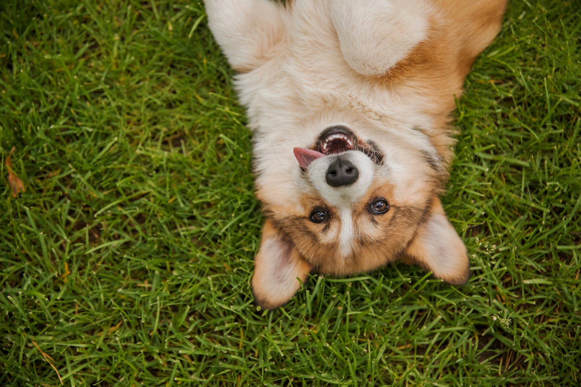 Corgi dog smiling and looking at the camera