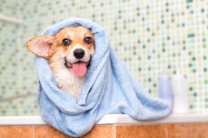 Corgi dog washes in the bathroom