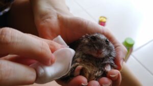 Anorexia em pequenos roedores é tema da programação científica do VMX 2026