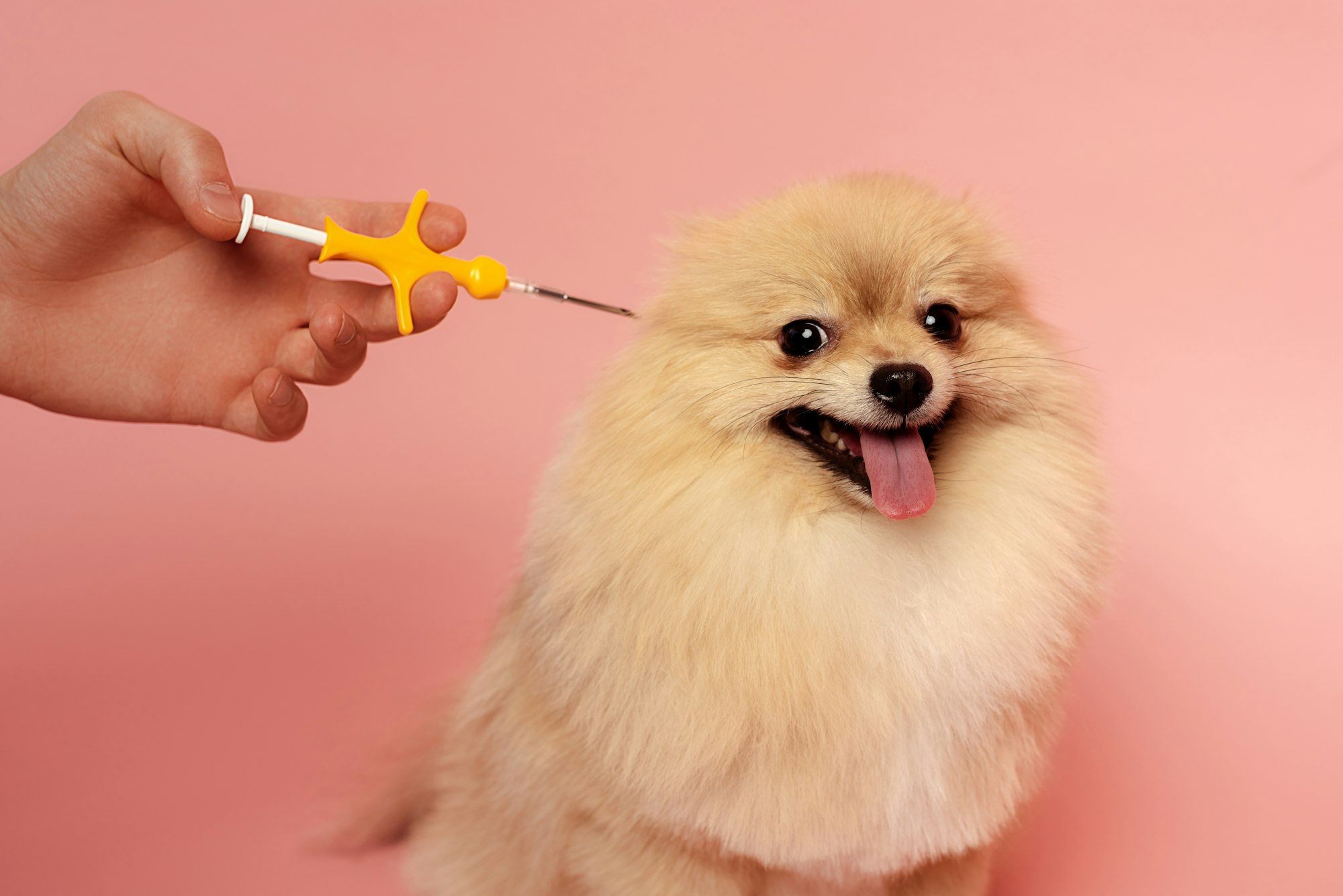 cropped view of man holding syringe for microchipping spitz dog on pink