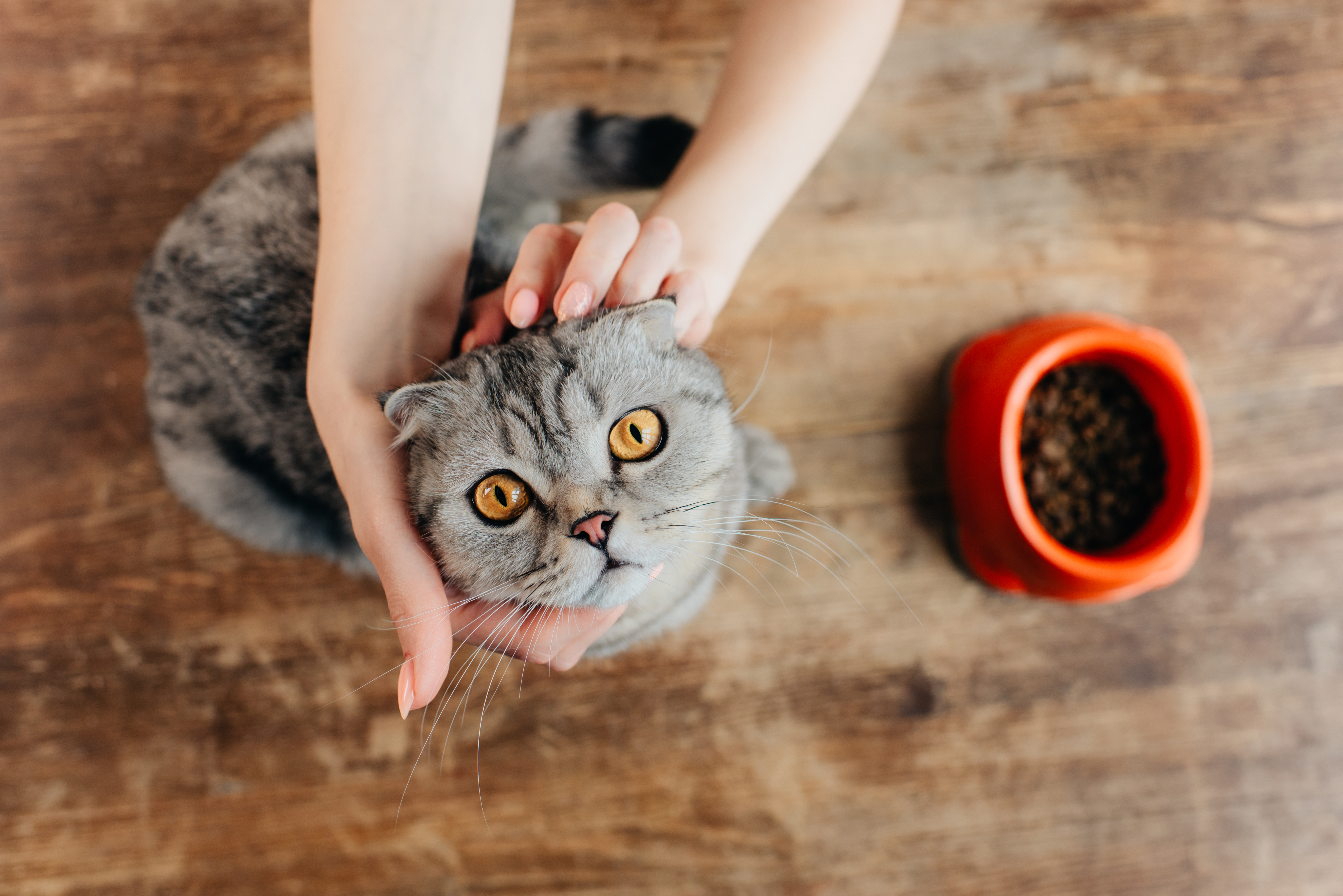 Cropped view of young woman stroking scottish fold cat