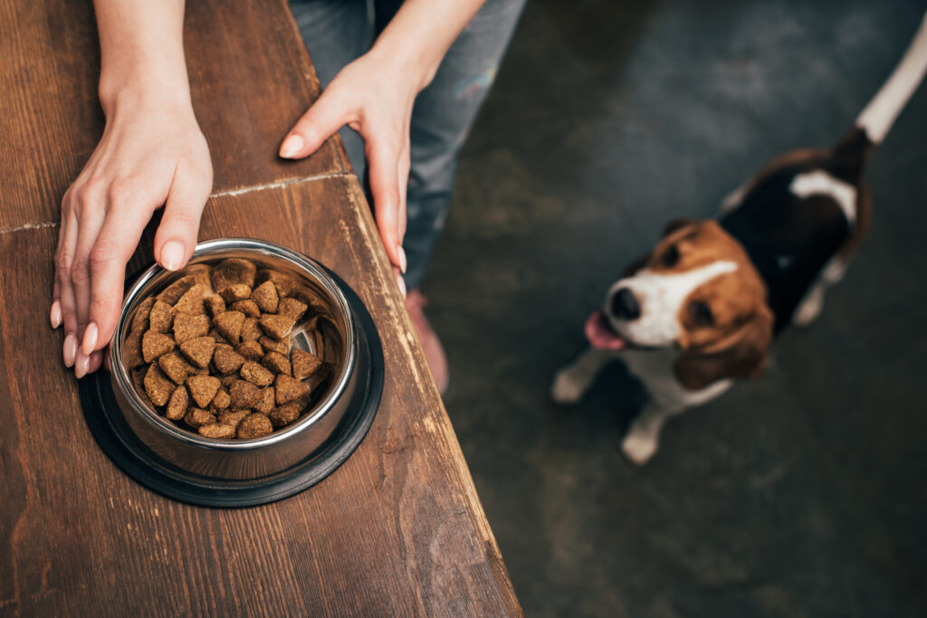 Cropped view of young woman with pet food in bowl near adorable beagle dog