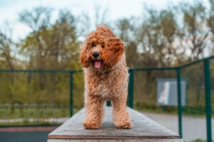 Cães “designer” podem apresentar mais problemas comportamentais, aponta estudo