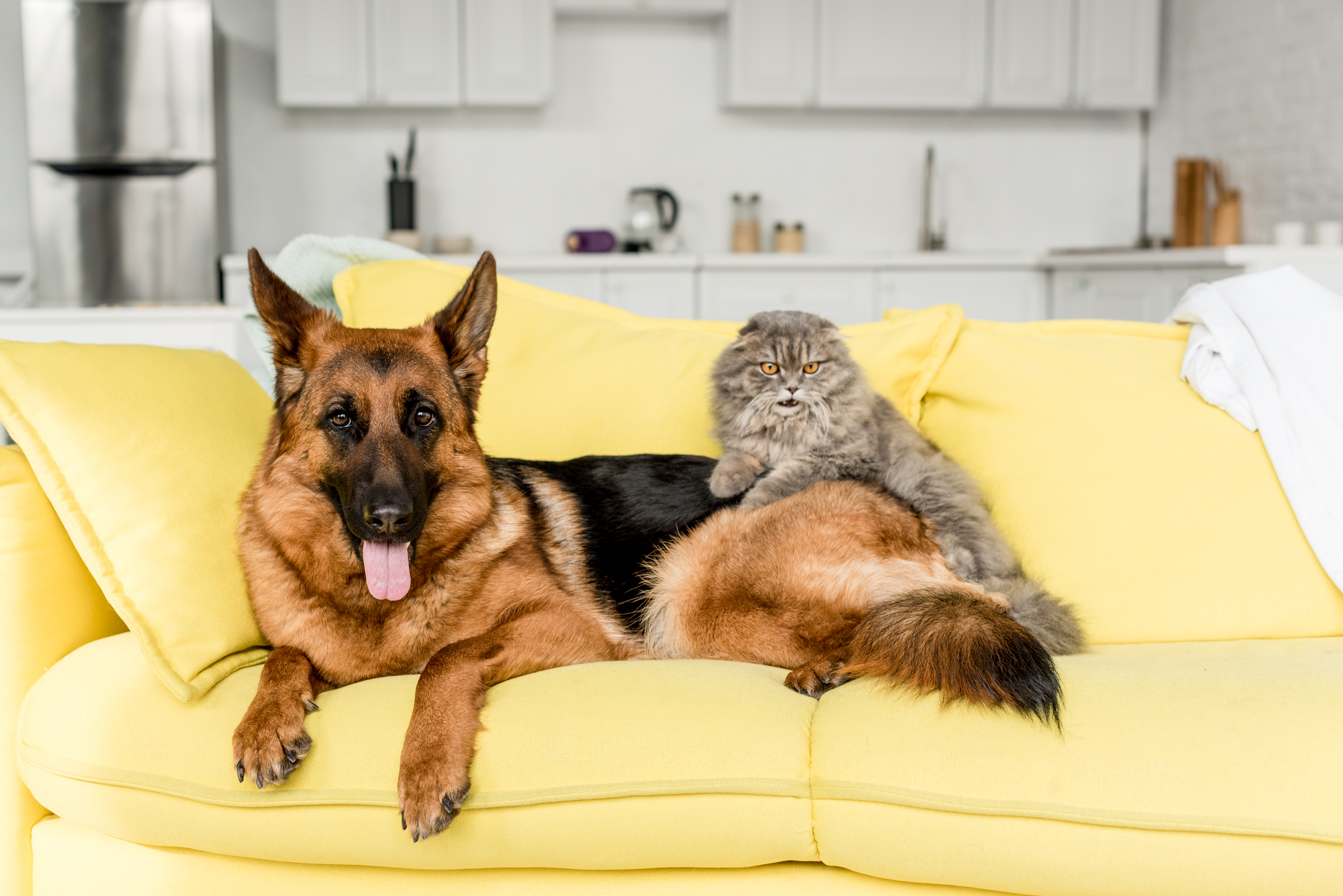 cute and grey cat and dog lying on yellow sofa in messy apartment