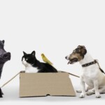 Dia Nacional dos Animais: data reforça importância do bem-estar e da proteção animal