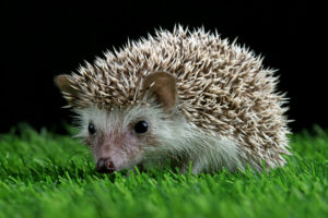 hedgehogs 