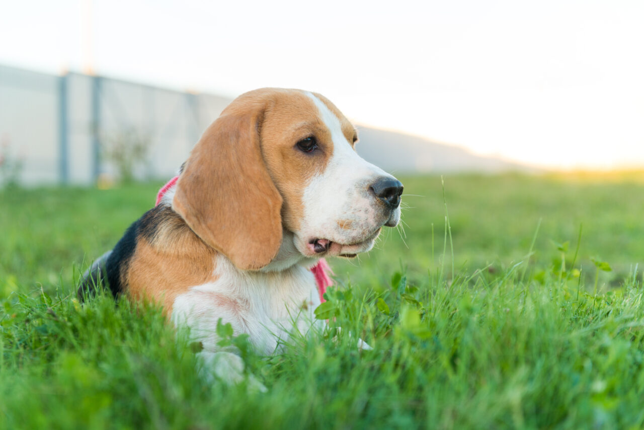 Criadouro de beagles para testes laboratoriais fecha nos EUA