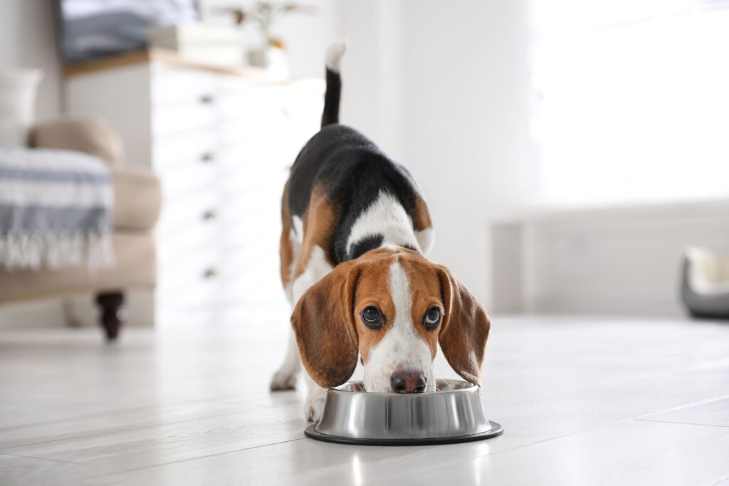 Bem-estar animal influencia mais do que sustentabilidade na escolha de pet food, aponta estudo