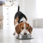 Bem-estar animal influencia mais do que sustentabilidade na escolha de pet food, aponta estudo
