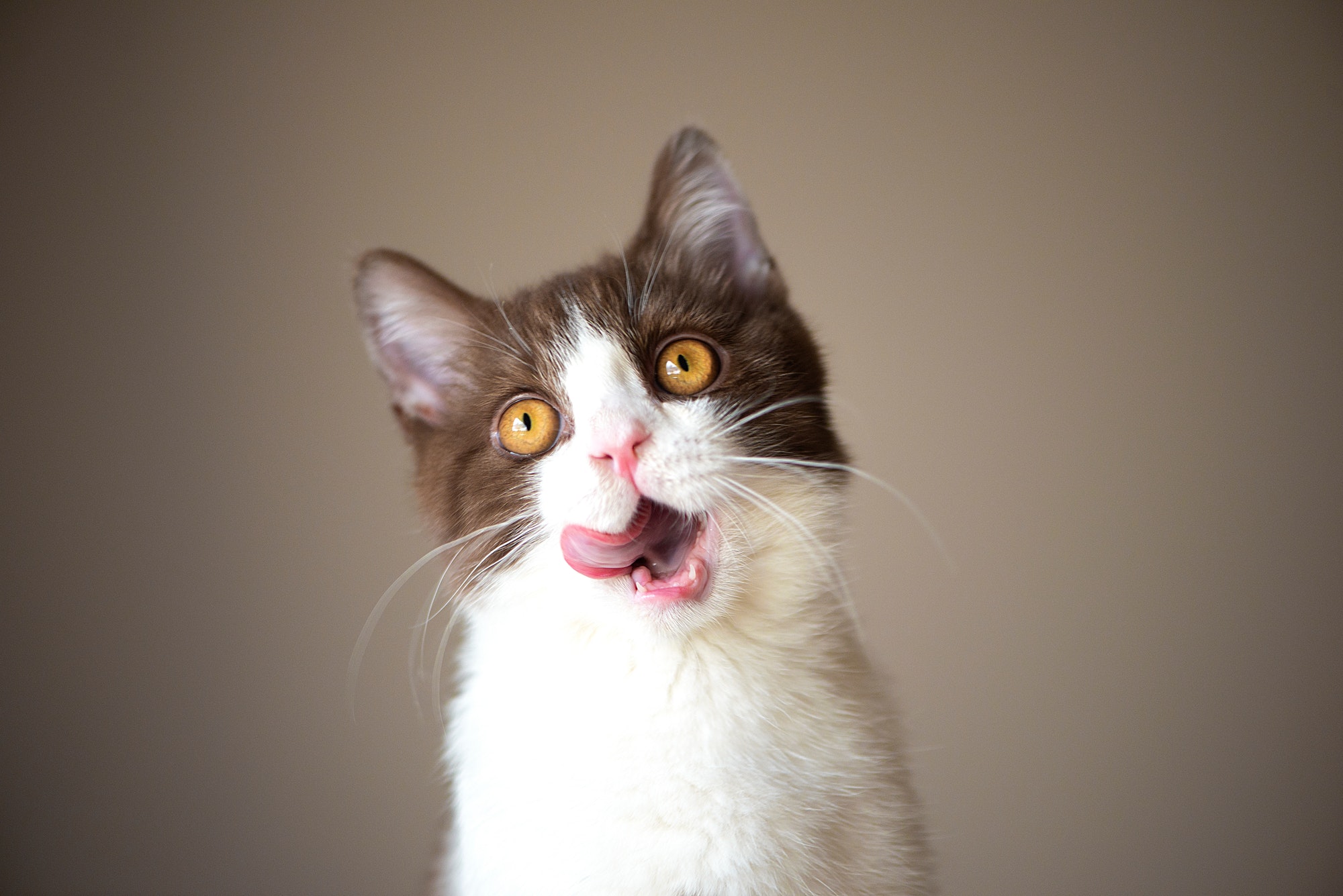 Cute british shorthair cat kitten licken tongue isolated on gray background